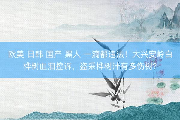 欧美 日韩 国产 黑人 一滴都违法！大兴安岭白桦树血泪控诉，盗采桦树汁有多伤树？