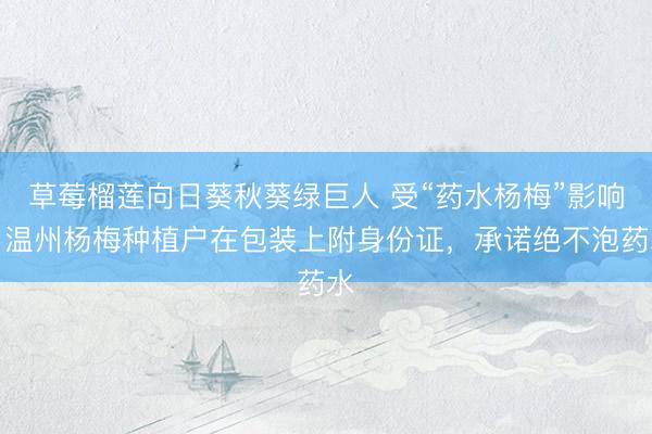草莓榴莲向日葵秋葵绿巨人 受“药水杨梅”影响，温州杨梅种植户在包装上附身份证，承诺绝不泡药水